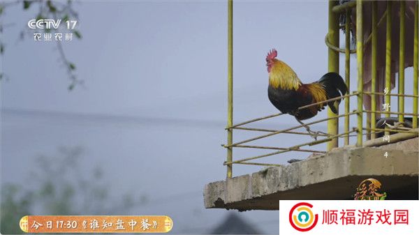 全能看tv